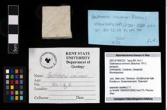 NHMW-GEO-2007z0149-0225_Ol_01.tifGastrosacus eminens (Blaschke, 1911)  (NHMW-GEO-2007z0149-0225)